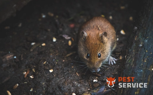 Дератизация в Казани